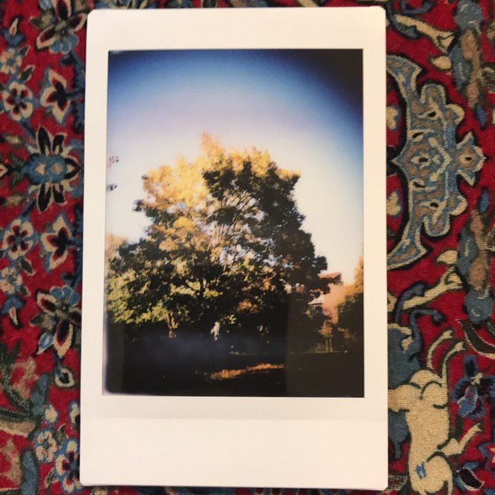 soforthorst's tweet photo. #herbstbaum
#instax #365daysinstax #365dayschallenge #365 #tl70 #tl-70 #mint #mintcamera #soforthorst #tag289 https://t.co/sAK2DO2WAF https://t.co/sF6cMKUTWy