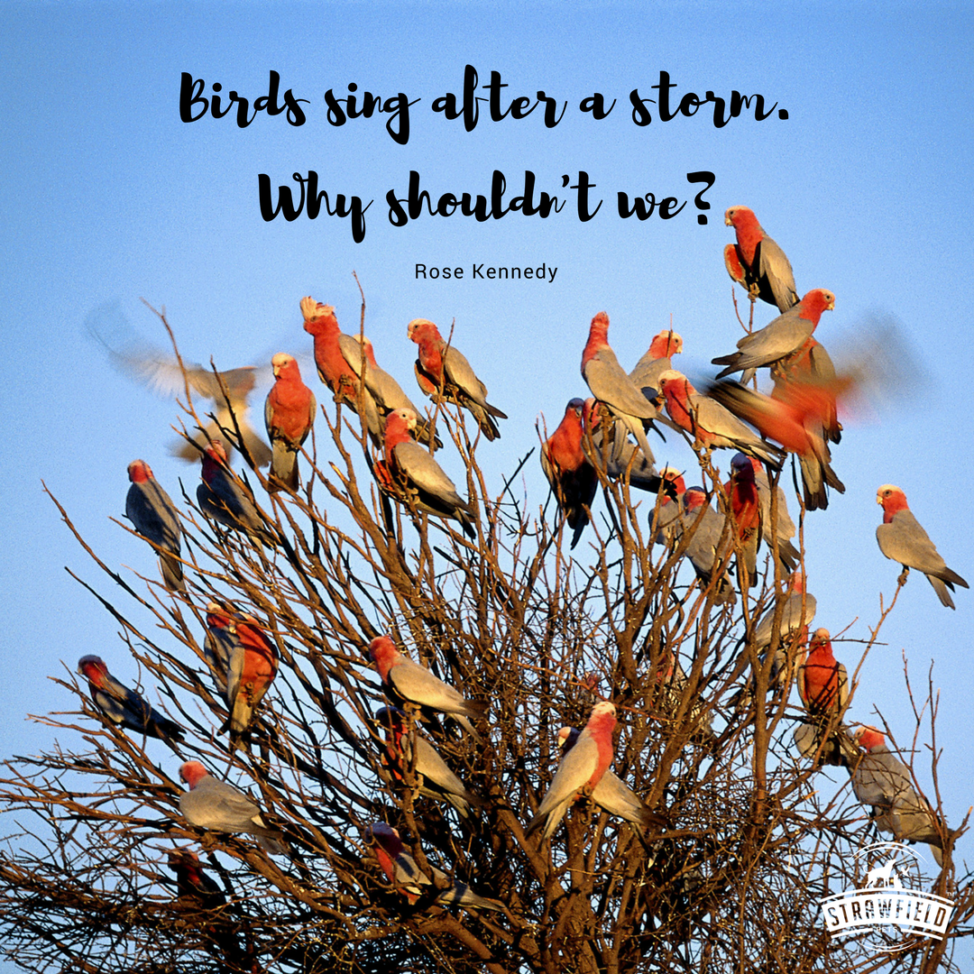 strawfieldpets's tweet photo. Don't worry your life away...
#lifequotes #quoteoftheday #birdsoftwitter #birdquotes #bird #birdlover https://t.co/Hls8wK5Bib