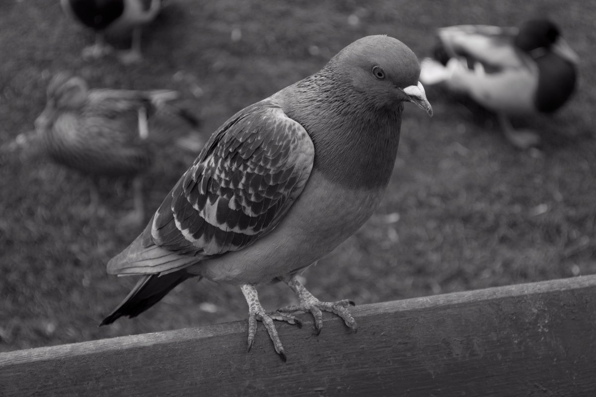 Jenks_Photos's tweet photo. Thanks for being patient. Here are the best images from my first shoot with the Nikon D3400 camera body. (Part 2) https://t.co/q2iZC6mTdC