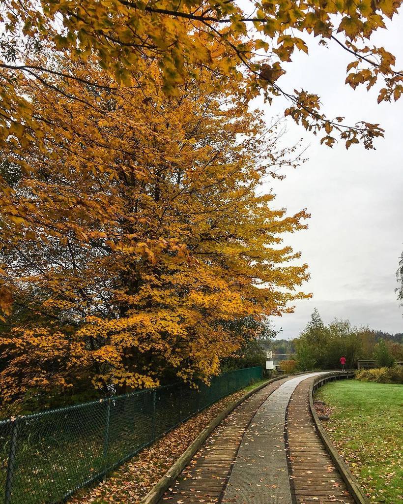 🍁🍁🍁#fall #autumn ift.tt/2hKzmtN