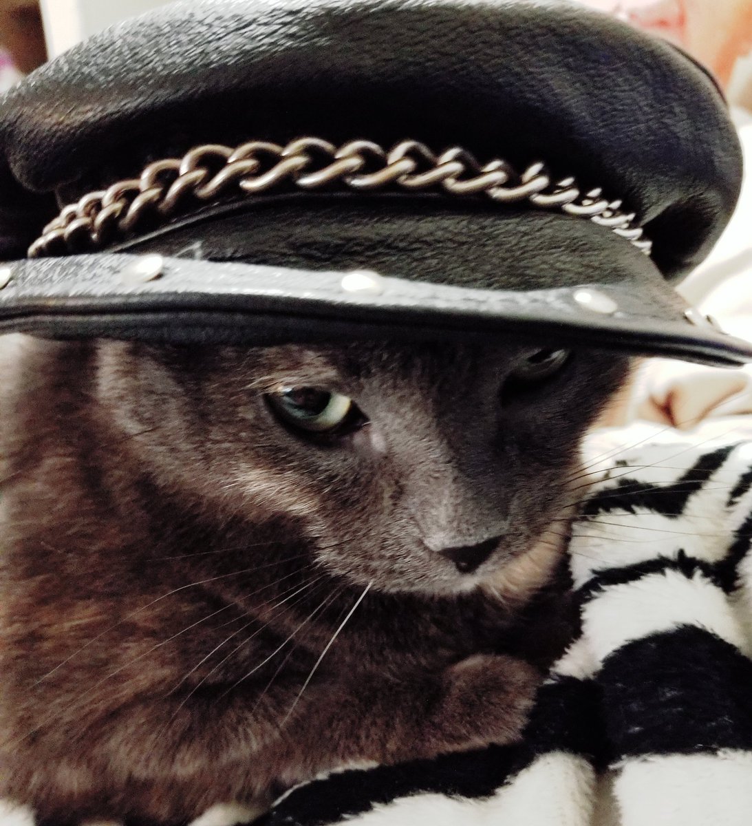 lndwrobel27's tweet photo. #ellencatweek. my TaLooLa, Harley Cat!! https://t.co/cOMs1S85Pi