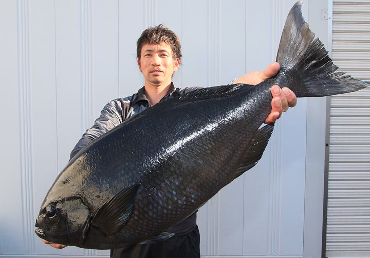 ネットで情報収集してたらグレの80cmが釣れたという記事にたどり着い
