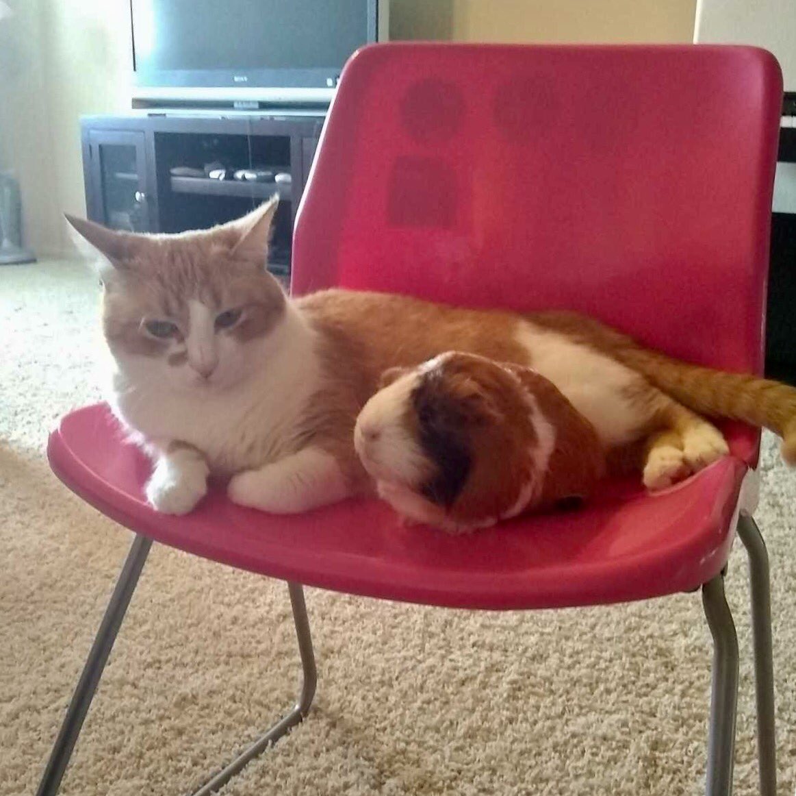 JellyTheKitty's tweet photo. Happy #GlobalCatDay ! https://t.co/cnK8Vthu9F