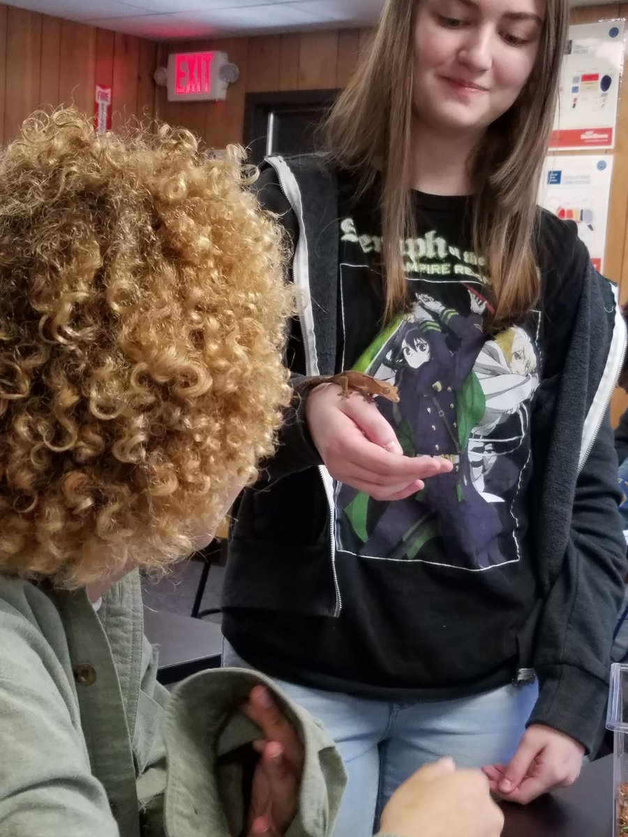 MrsKSchroeder's tweet photo. Student teaching us about Crested Geckos. #AnimalExperts #StudentsTeaching @GeorgeRanchFFA @GRHSNews https://t.co/97P3QH9JJR
