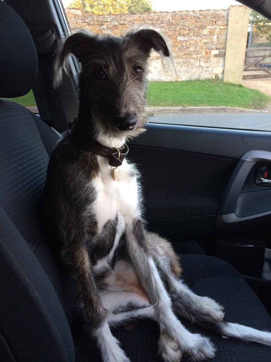 GinnyHBall's tweet image. Bang goes my discipline, #frontseat #betterviews #lurchers