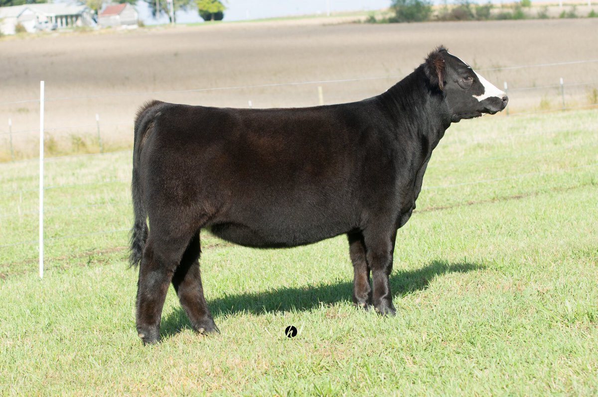 ryaneberth1's tweet photo. February Secret Weapon Half Blood Simmi Sells November 6th on First Choice Online Sales https://t.co/IoAWp3TizG