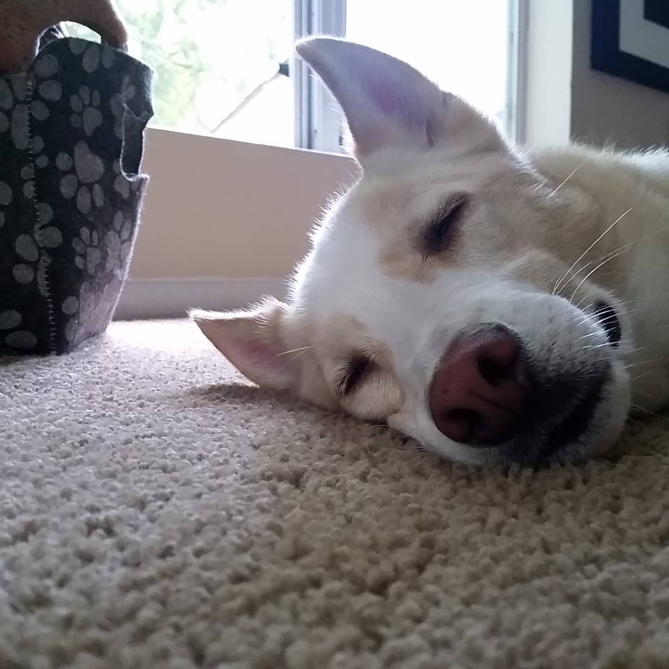 nanaspetsitting's tweet photo. #MondayMotivation has evaded this pup today! https://t.co/es1Exq0uy5