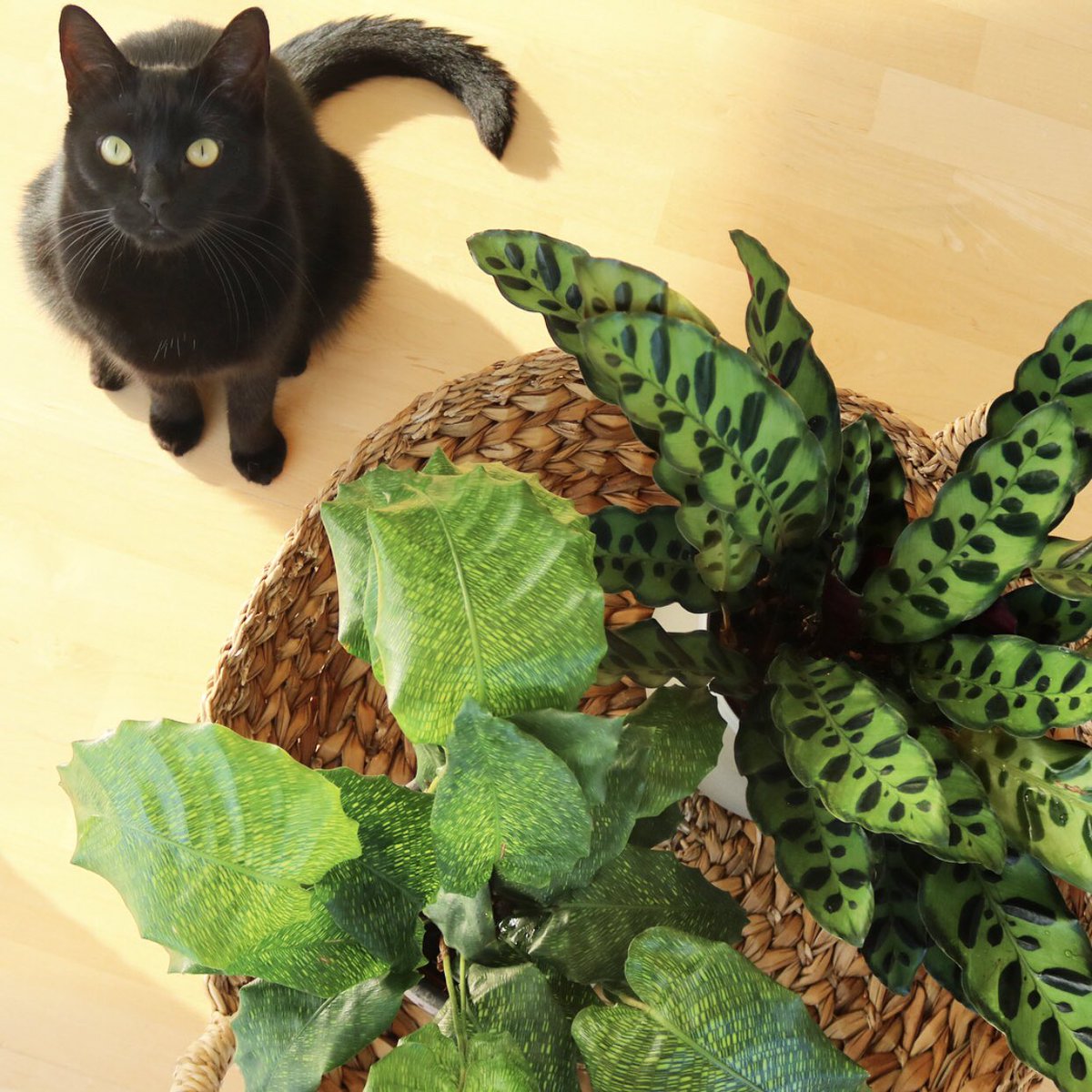 Rinaguinness Rinatakei73 Twitter