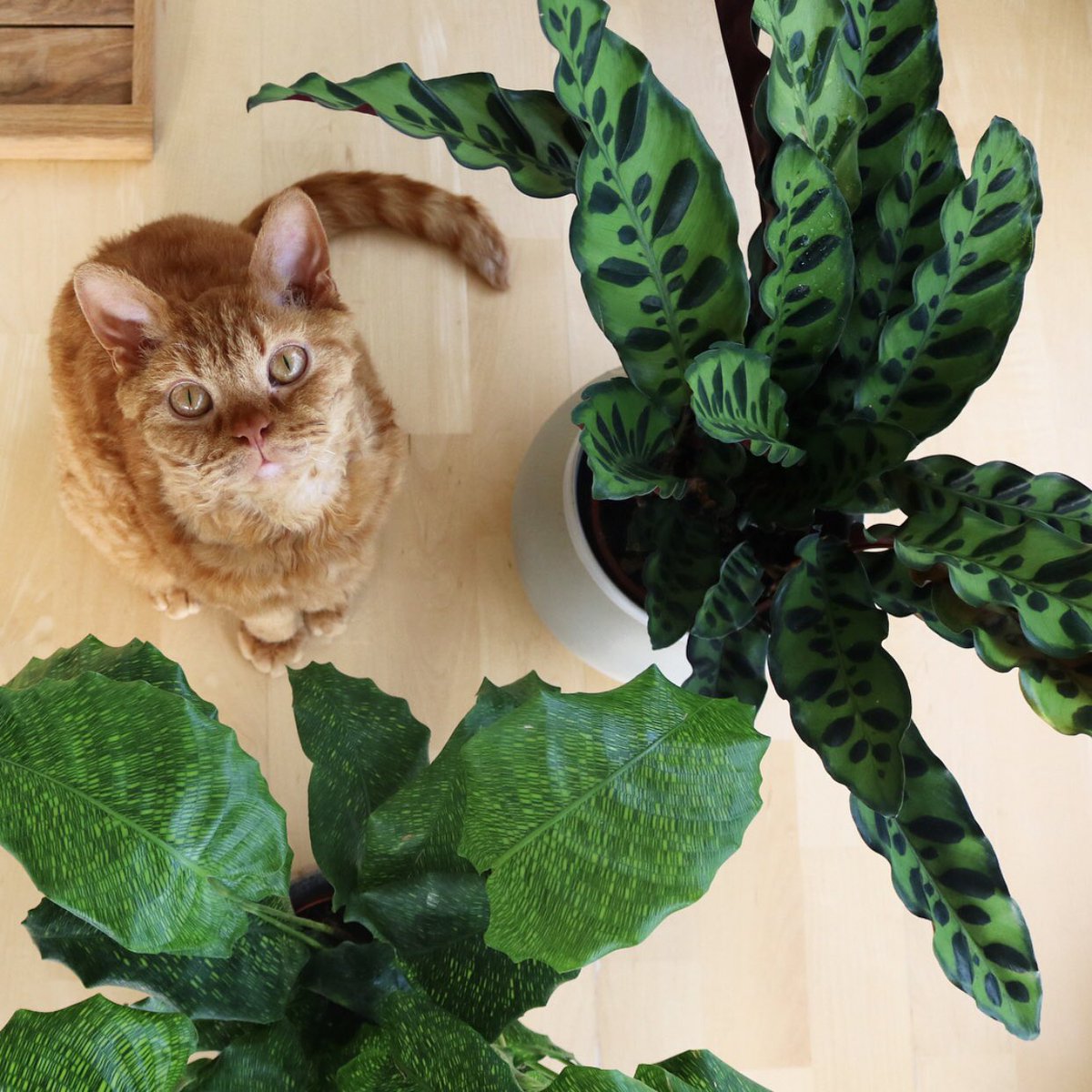 Rinaguinness Rinatakei73 Twitter