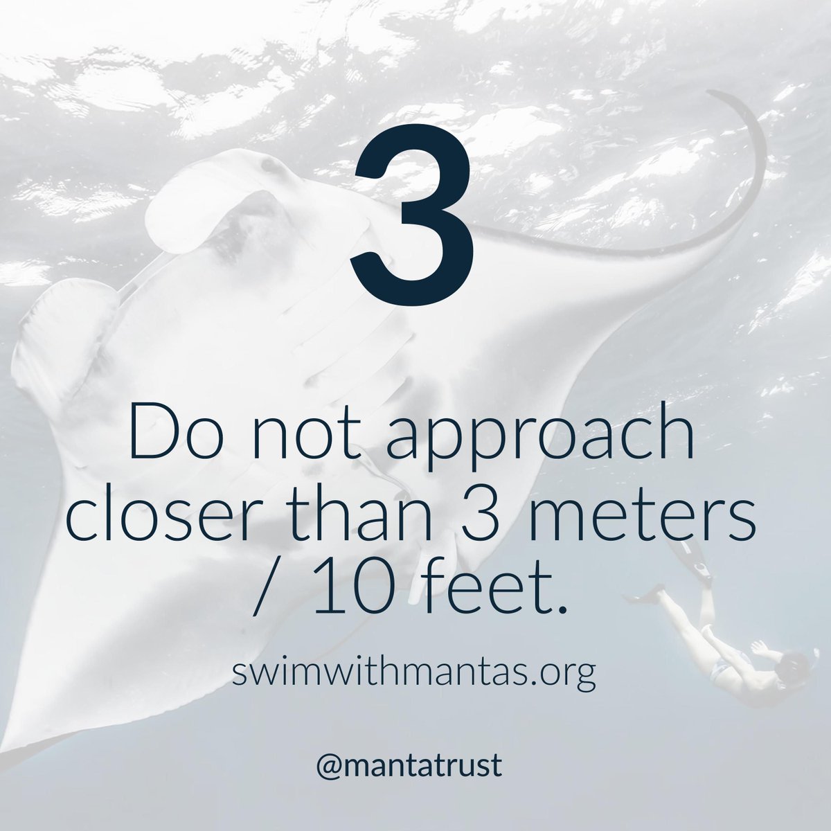 MantaTrust's tweet photo. #SwimmingWithMantas Step 3: When swimming with mantas, remain still and let them come to you. https://t.co/bozbwfSBA1 Photo: @shawnheinrichs https://t.co/lpeLi7nO3Q
