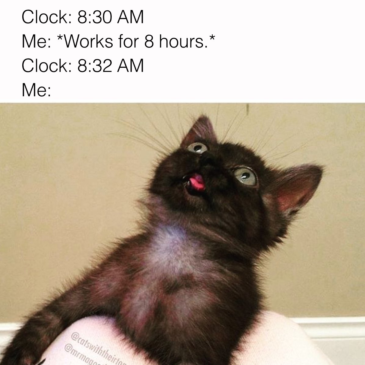 Superhuman's tweet image. Oh, stop your caterwauling. #MondayMotivation