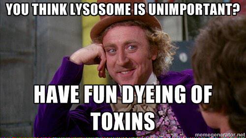 semososyl1's tweet photo. #MOGA #Make #Organelles #Great #Again #BuildThatCellWall #DeportTheToxins #RHSOrganelleWars https://t.co/YEJwBrsOAw