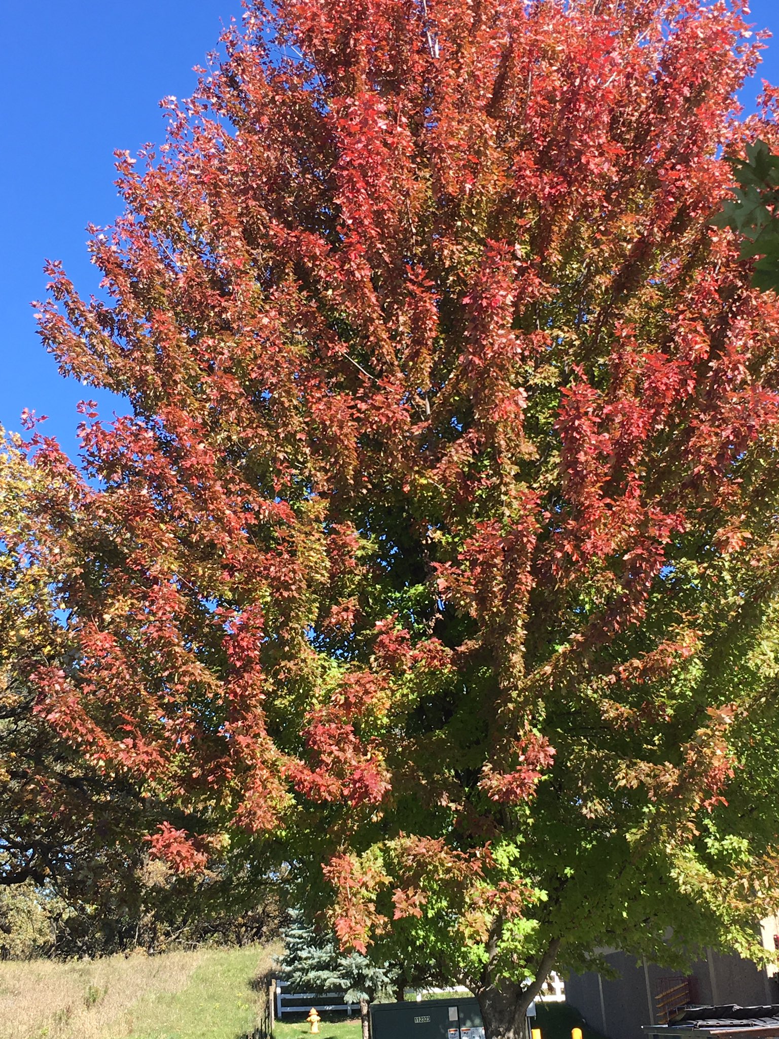 TW Pornstars - 2 pic. Amber Foxxx - Minneapolis Based Companion