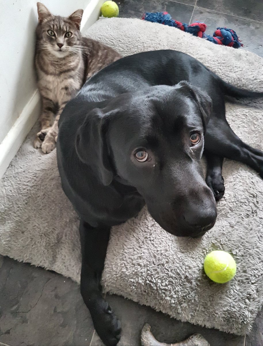 BlazeTheLab1's tweet photo. Blaze With His Best Friend ☺

#Catanddog #Labrador #Bestfriends https://t.co/GvVIJu3l6M
