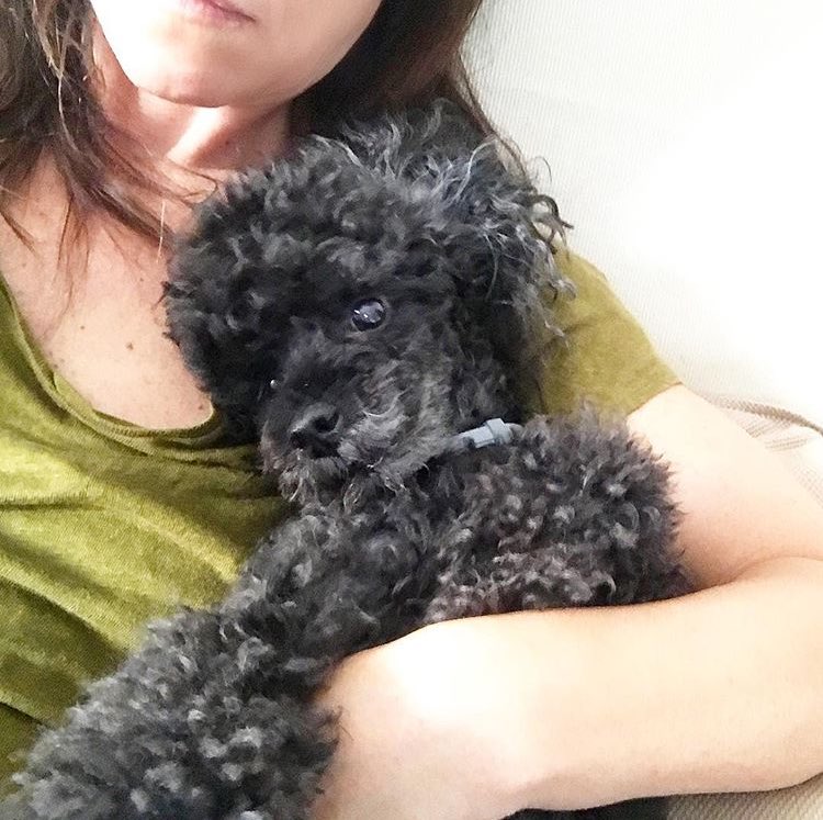 serenotta's tweet photo. @paolaturci auguri a questo bellissimo patatino ❤️🎂🐶 #batuffolo https://t.co/yRJrDwLnpX