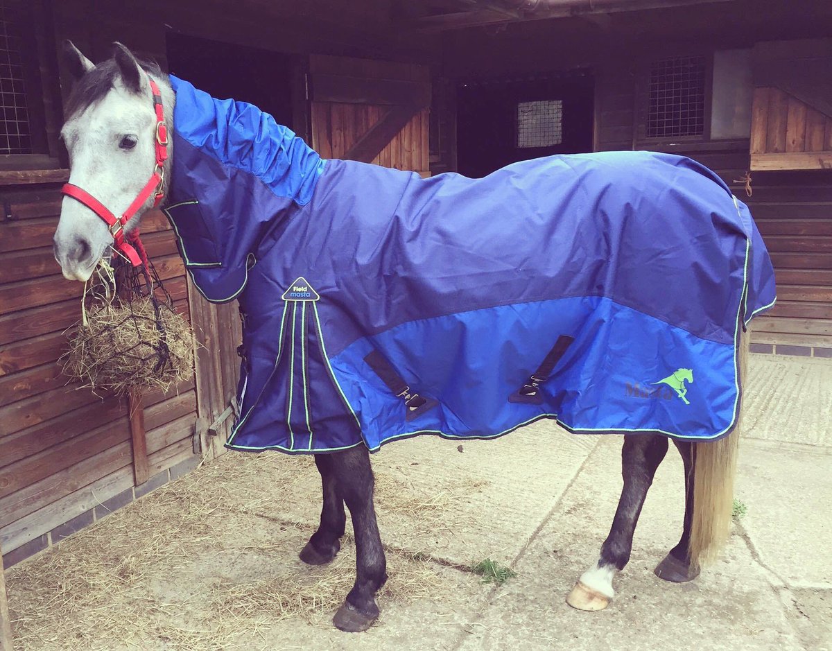 MastaRugs's tweet photo. 4 yr old Murphy in his new #Fieldmasta Turnout! #LoveAGrey https://t.co/Ej6zhXytyg