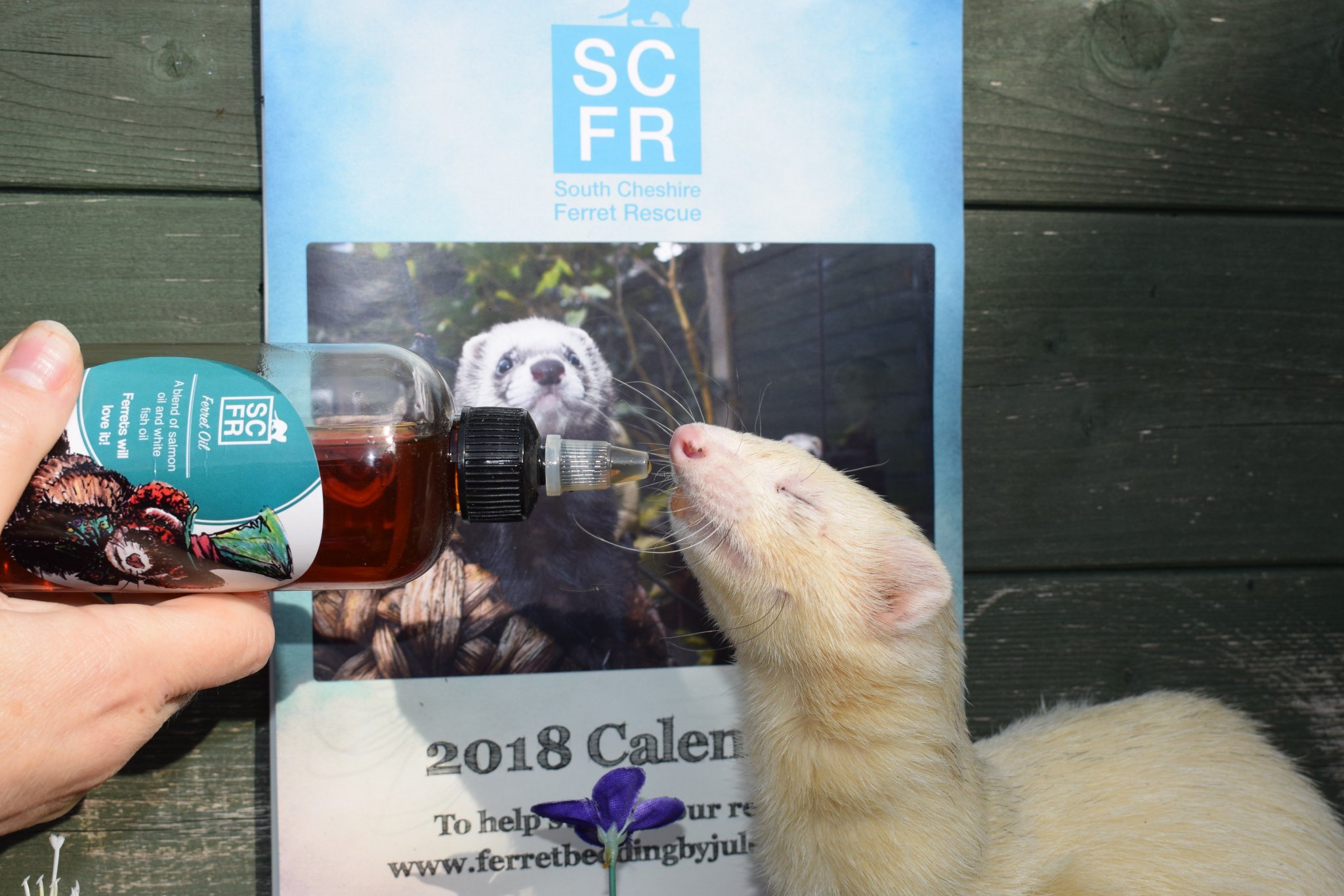 fish oil for ferrets