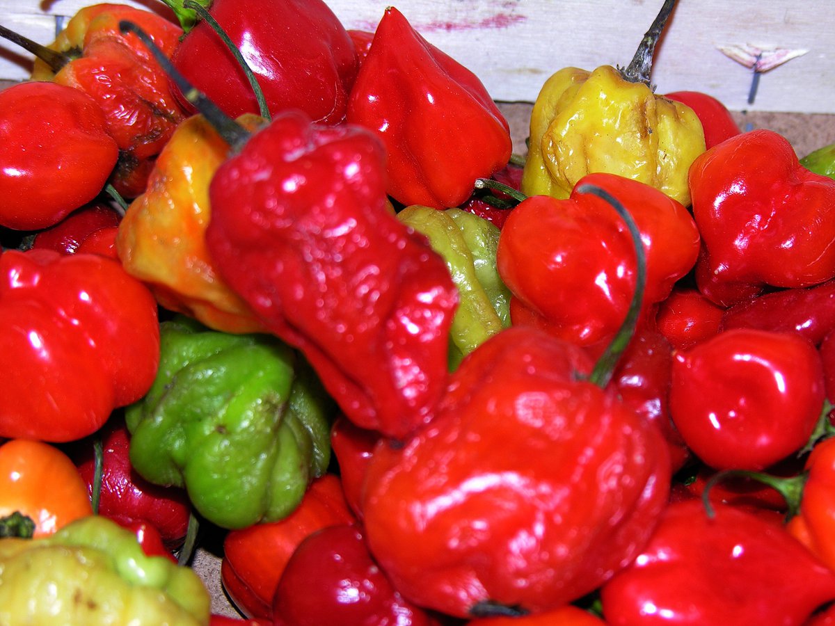 #EFESAÚDE Açougue, pimentões ou como a vitamina C foi descoberta bit.ly/2ysl22X #DiaMundialDaAlimentacao