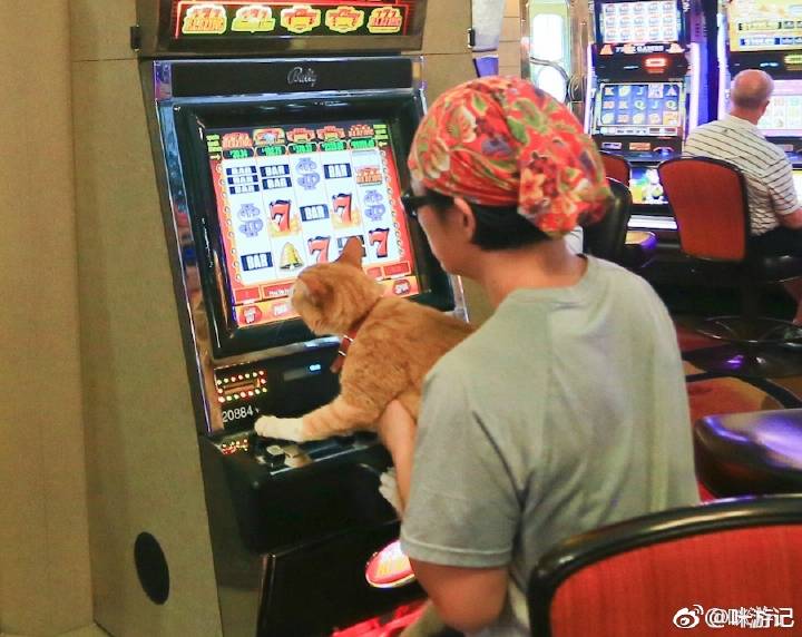 miyouji1's tweet image. Call me da king of Vegas
#juancatisbusy #travelwithcats
.
.
#cat #cats #catfeaturesdaily
#catoftheday#tabby #kitten
#iambatman #casino#vegas