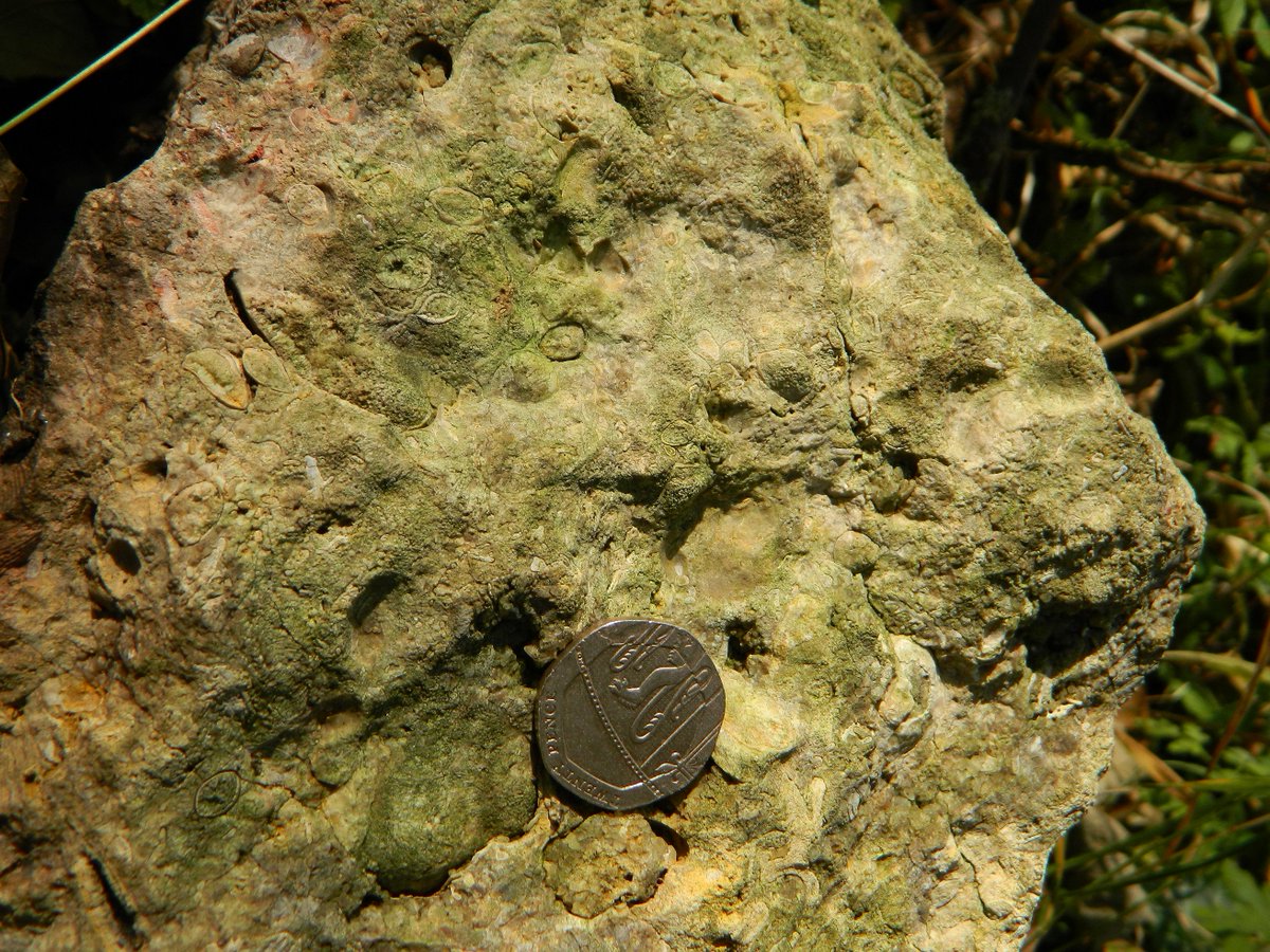 Reefpaths's tweet photo. Our #Minibeast foray on #TunstallHills included some surprising fossil finds such as these Bivalve &amp; Bryozoan fossils https://t.co/NhzSDn18cb @THPG91 @NEE_Naturalist https://t.co/nBw6SwFe6B