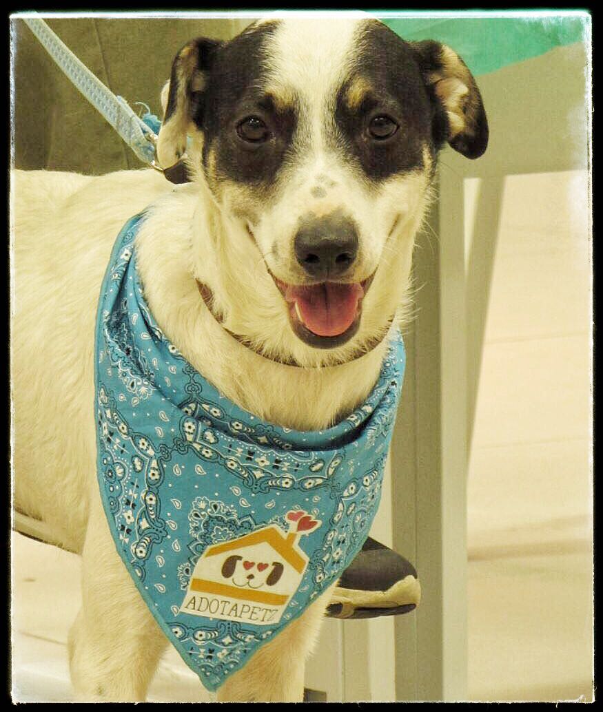 VisaoParticular's tweet photo. 🆘🆘🆘🆘🆘🆘🆘🆘
Pedro chegou c o pescoço em carne viva, pois vivia preso na corrente!
AJUDEM POR FAVOR!!!
Contato (apenas Whatsapp) c 98038-1820.❤🐶 https://t.co/K2tmfQpmTm