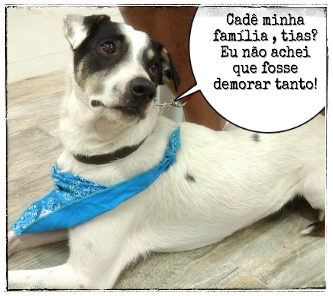🆘🆘🆘🆘🆘🆘🆘🆘
Pedro chegou c o pescoço em carne viva, pois vivia preso na corrente!
AJUDEM POR FAVOR!!!
Contato (apenas Whatsapp) c 98038-1820.❤🐶