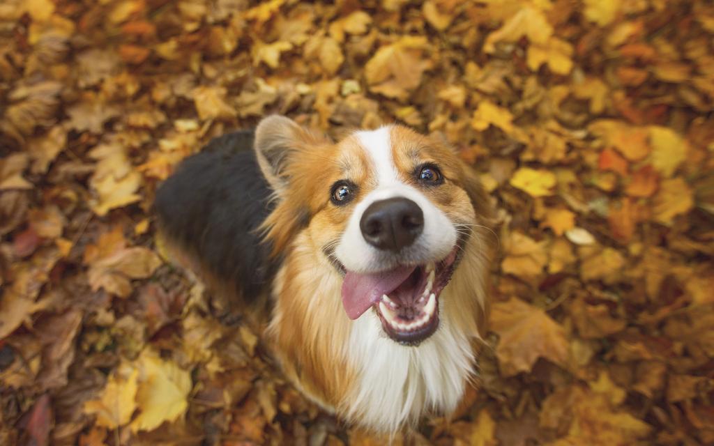 Adorable animals? Fall leaves? Why not have both on your desktop