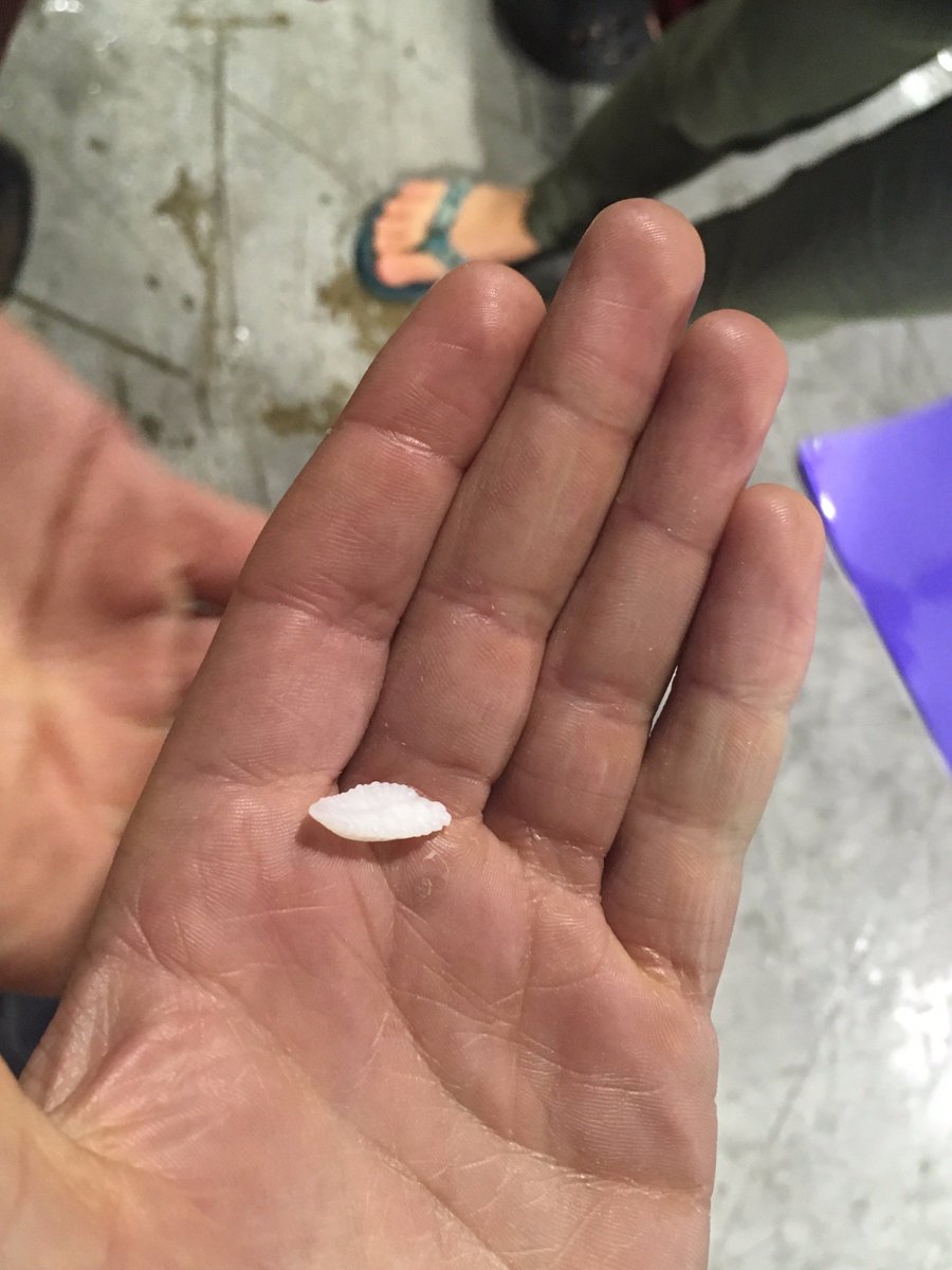 bowdoinscsc's tweet photo. #BMSS2017 visited the Portland Fish Exchange to learn about economics of marine science. TYJodie York for being our guide. #Bowdoincollege https://t.co/9ZAu6dMbzN