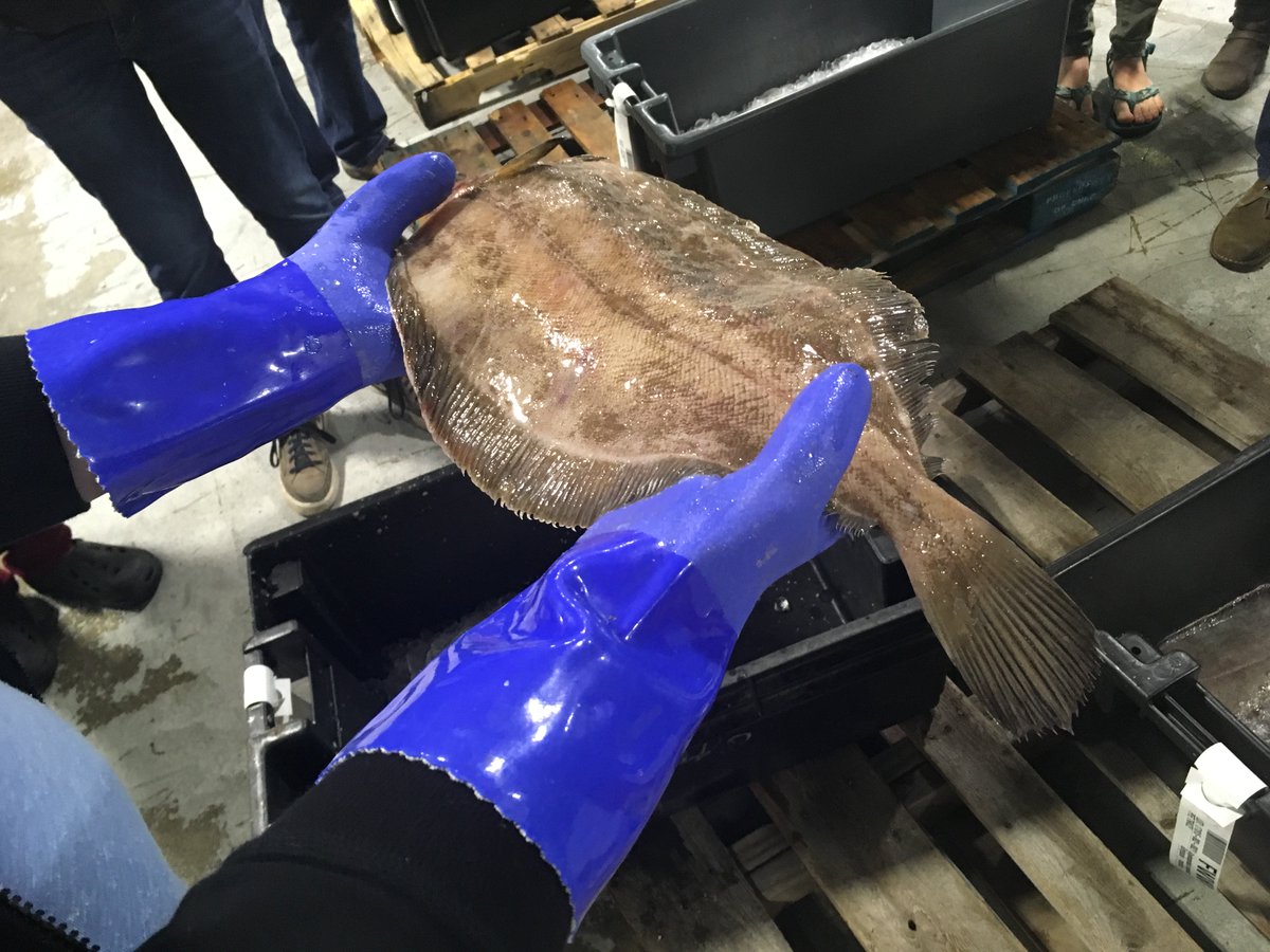 bowdoinscsc's tweet photo. #BMSS2017 visited the Portland Fish Exchange to learn about economics of marine science. TYJodie York for being our guide. #Bowdoincollege https://t.co/9ZAu6dMbzN