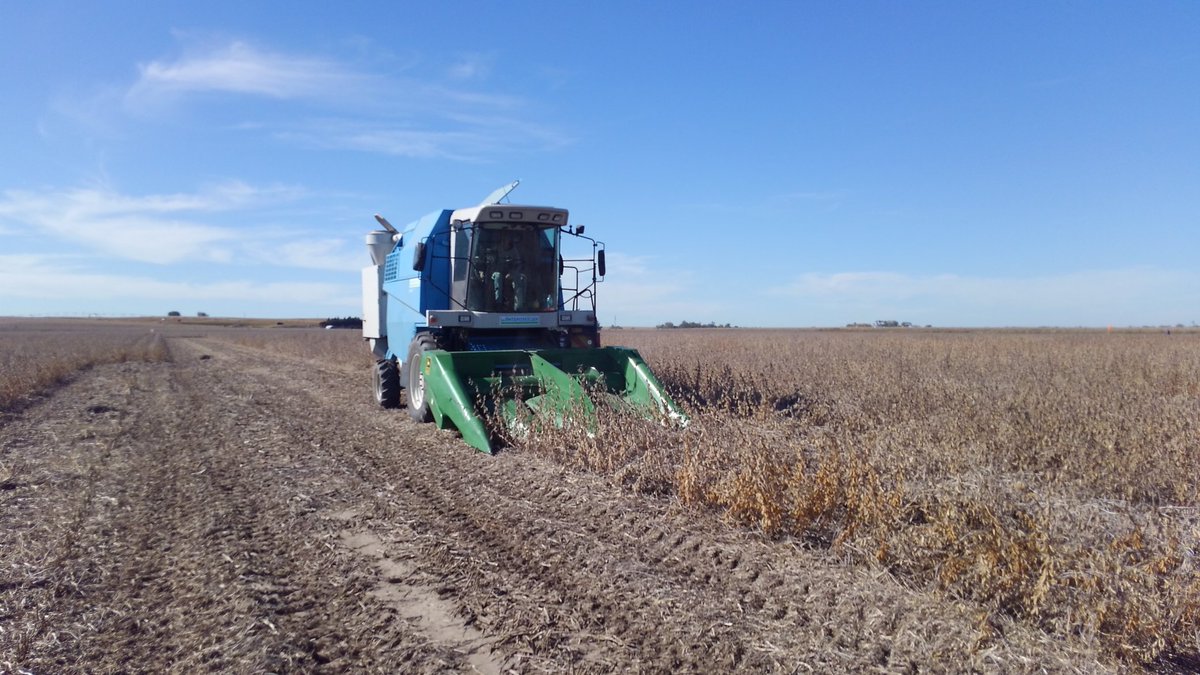 FarmerColeA's tweet photo. Harvesting a current GH leader GH2981X and finding the next in the same field @GldnHarvest #acetheacre #soybean #contest https://t.co/QsgBnrwCLu