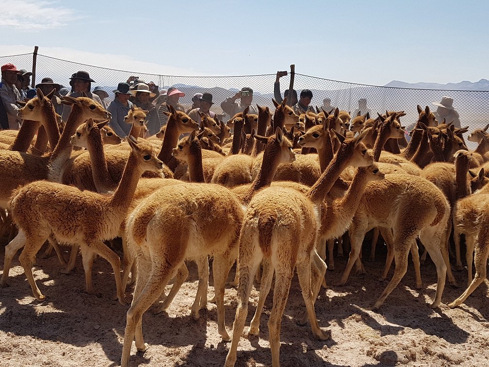 AmbienteyAgua's tweet photo. #Potosí: Comunidades de #Tomave realizan manejo sustentable de la vicuña. https://t.co/SR3Nkgh3V7 https://t.co/WLUGCsy9E7