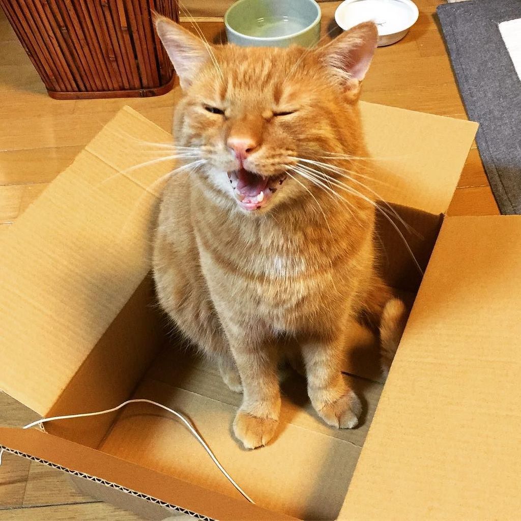 katlycka's tweet photo. アマゾンからのお届け物だにゃー!
#ネコダスケステーション #アマゾン猫 #リュカ #猫好きさんと繋がりたい #茶トラ男子部 #orangetabby #amazoncat https://t.co/EUwfJSuXAU https://t.co/nWuJ96cIHy