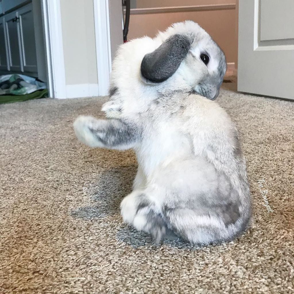TheBunnyist's tweet photo. That moment right before you fall on your butt and you know there’s no turning back. 😨 https://t.co/HDrU6XqWPk https://t.co/GFXZO8B1ps
