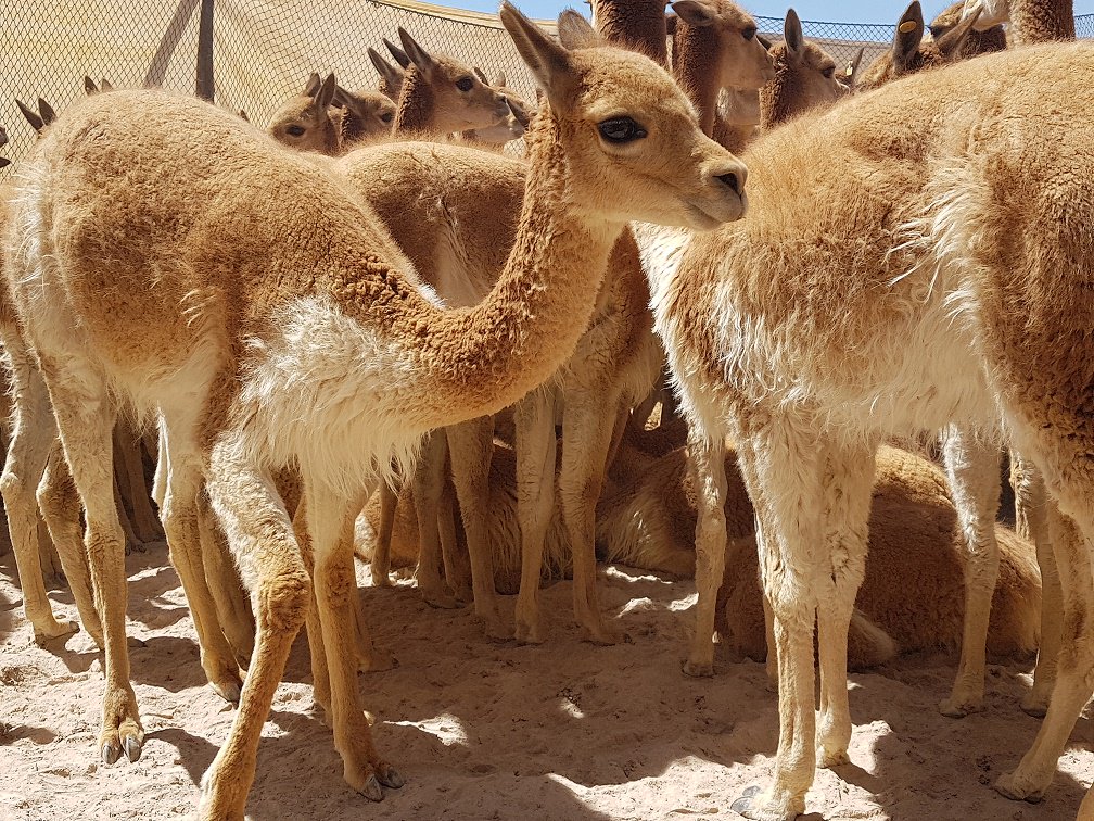 AmbienteyAgua's tweet photo. #Potosí: Comunidades de #Tomave realizan manejo sustentable de la vicuña. https://t.co/SR3Nkgh3V7 https://t.co/WLUGCsy9E7