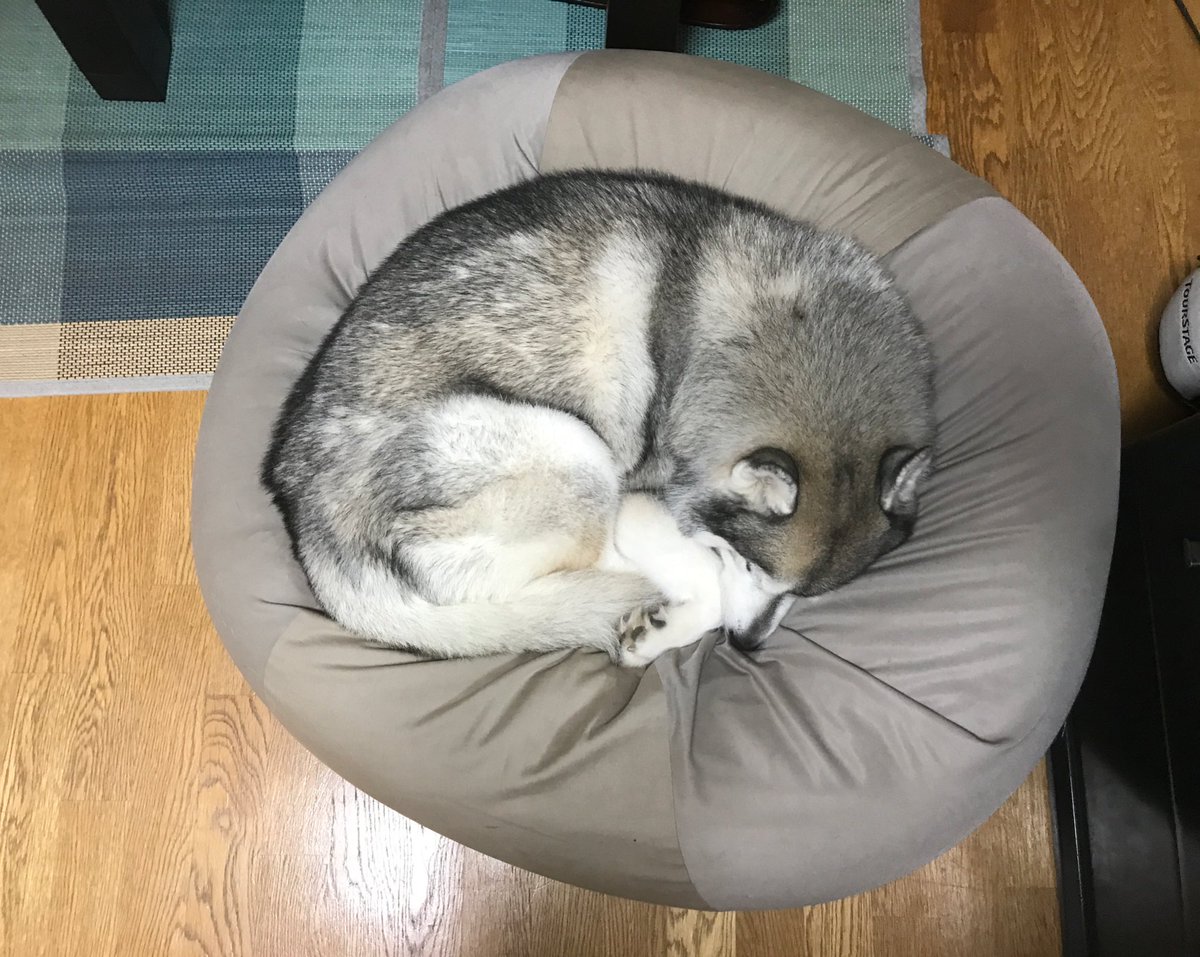 プピプピ文太 そろそろ犬も丸くなる季節になってきましたね 文太もこの時期になるとちゃんと真冬のキタキツネみたいな寝方で寝ています 今年は ほぼ文太専用になりつつある 人ダメソファもあるし Vip待遇ですね 文太君よ シベリアン