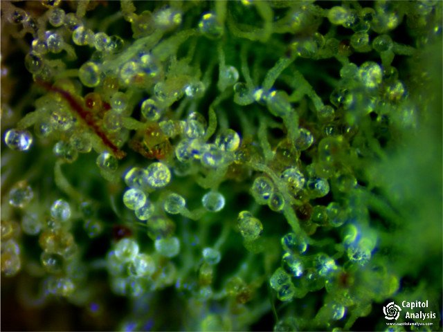 capitolanalysis's tweet photo. #cannaorganics #i95 #capitolanalysis #cannabisindustry #cannabis #marijuana #weed https://t.co/0tw8WU1bhh