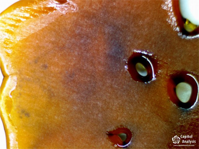 capitolanalysis's tweet photo. #pingstoncreekbotanical #cuctus #capitolanalysis #cannabisindustry #cannabis #marijuana #weed https://t.co/a22CpH2elH