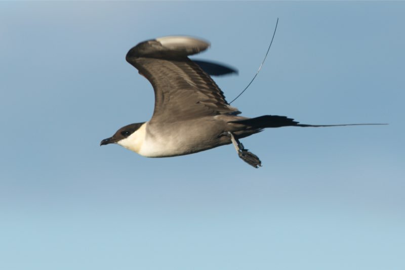 MigConnectivity's tweet photo. Ladies & gentleman, we have an #EquatorCrossing. Long-tailed Jaeger #migration from Nome, #Alaska. #ornithology #oceans Photo: Neil Paprocki https://t.co/6WI1mcIjsw