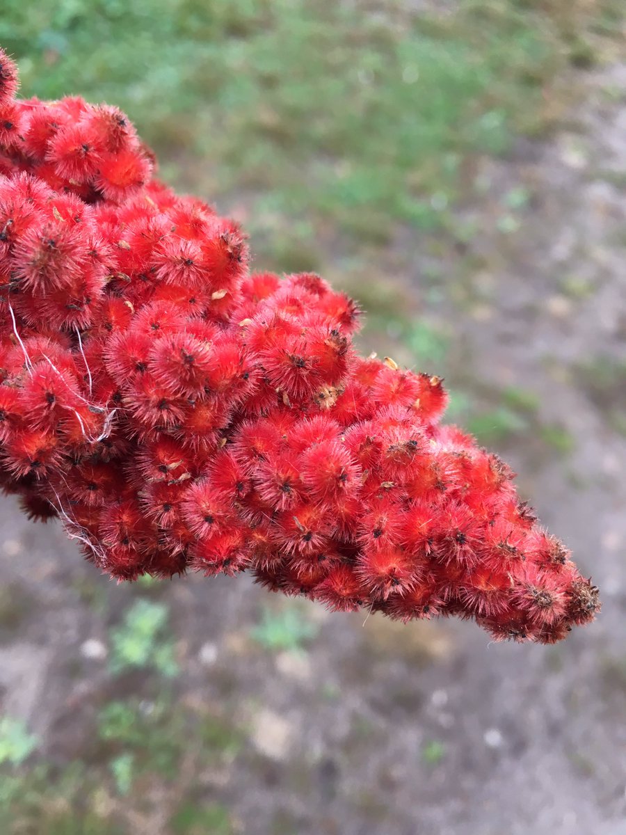HillsideOE's tweet photo. Some of the photos taken on Friday by Dr Marion Hillard P.S! Such great photography, thanks for sharing!#getoutside #fallanimals #toes_tdsb https://t.co/MWDD9XKaIZ