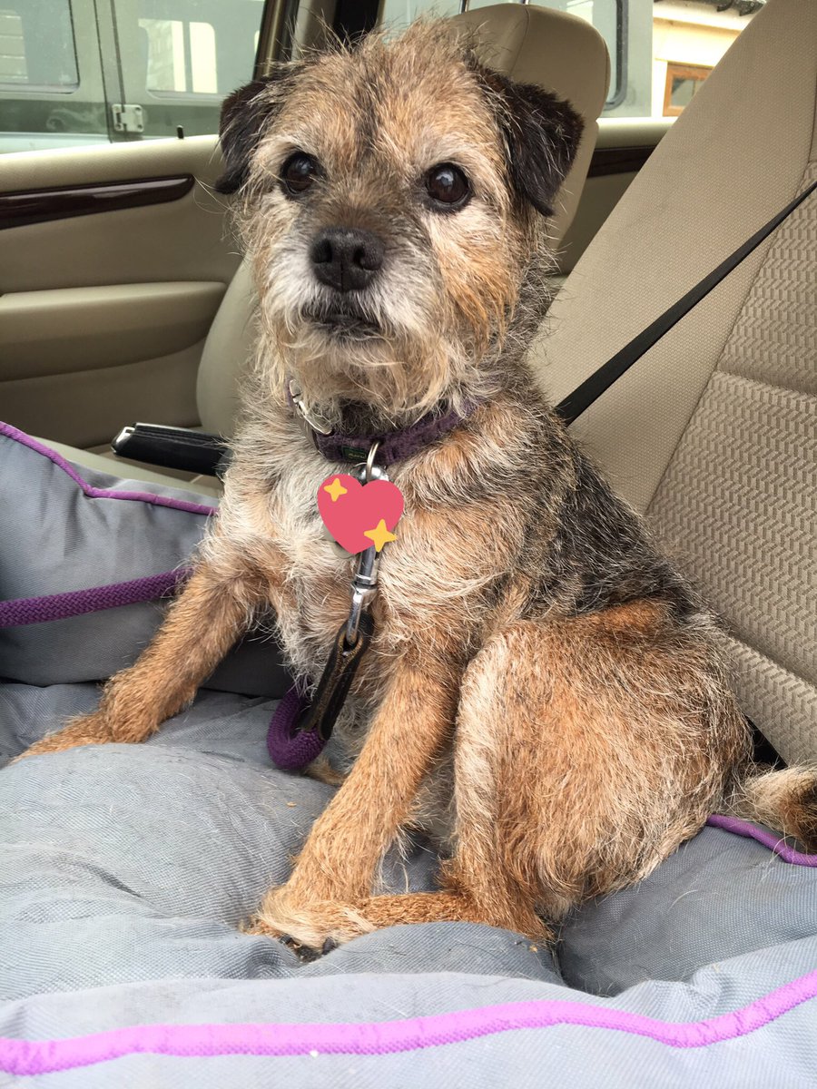 CH2Msuffolk's tweet photo. Margot the wonder pup went over the bridge today - such a huge loss to us all. She taught us all we know. Sweet dreams lovely lady 😔#BTposse https://t.co/fTogvV5gd7