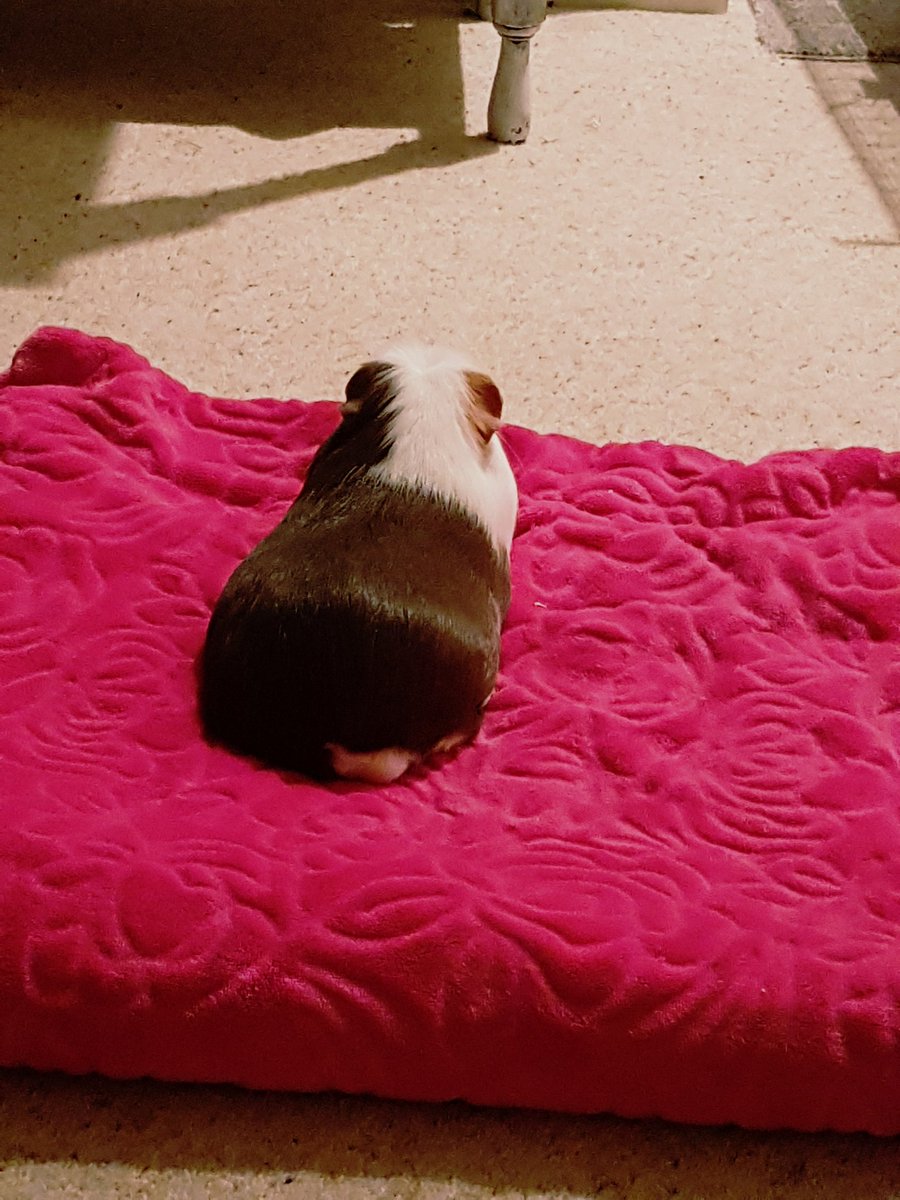 ellenpope's tweet photo. Just here. Watching a bit of Cold Feet. Eating Pecan Pie. (And carrots). #WeAreCool #ProbablyWhyIAmSingle https://t.co/Ae362Zal6c