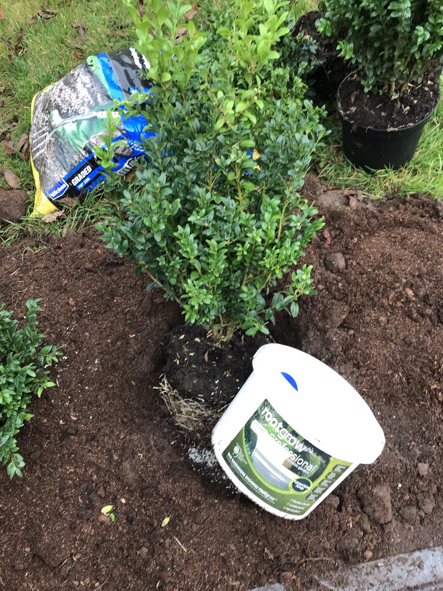 MGoddardSwoogel's tweet image. Busy day preperation and planting #Boxhedging using #Empathy #Rootgrow for a great start #supplyandplant. #Goddardsgardenservices