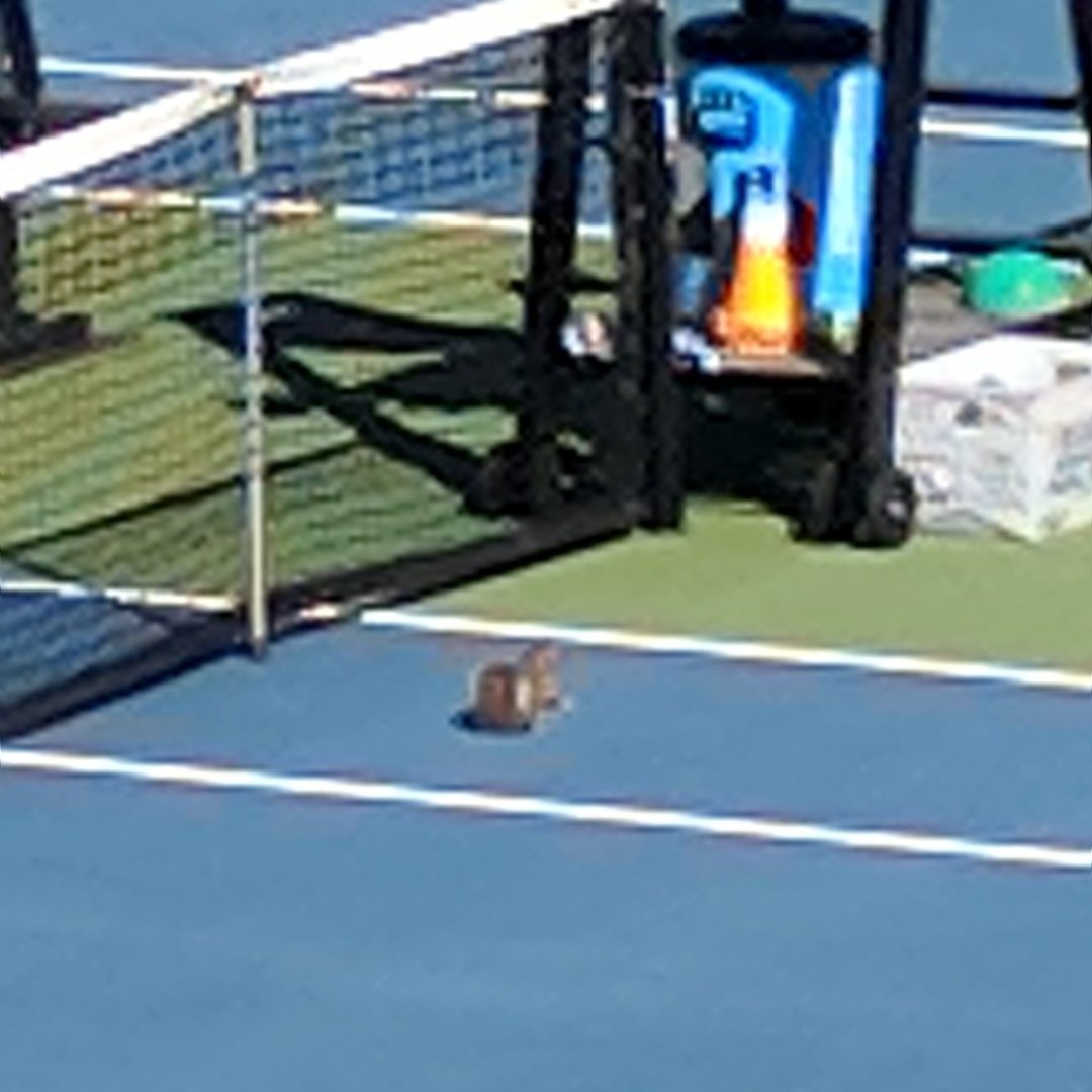 GT_MTEN's tweet photo. Not quite #TouchdownSquirrel but he is adamantly challenging the ball was in #ITARegionals https://t.co/0W3id8n8Ed