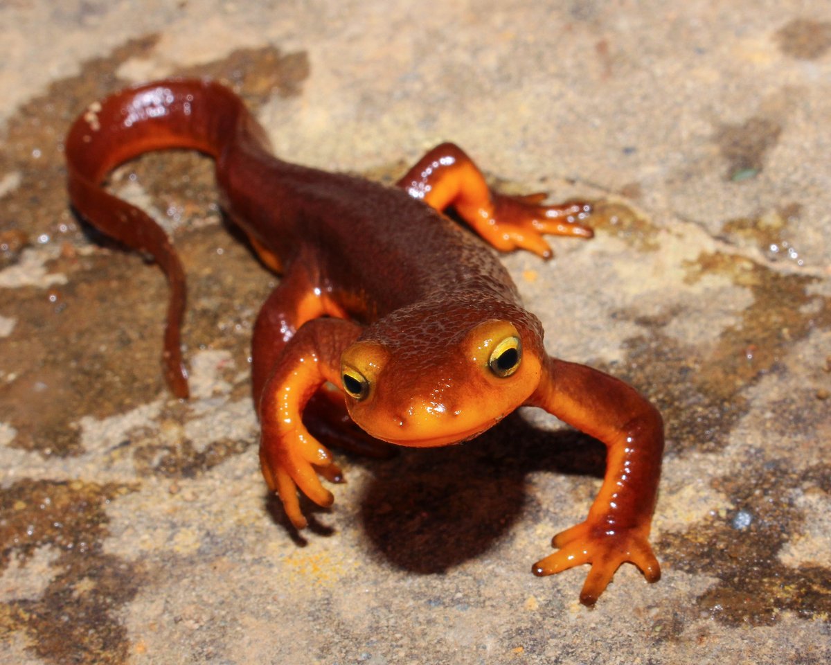 KermaneB's tweet photo. Finally! It's confirmed, #Newt is actually a newt, case in point this tweet, he typed this one with his tail today about #Trump. #Stroing ? https://t.co/HMpAwMR1bb