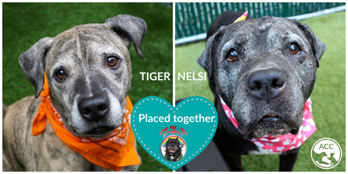 Tiger and Nelsi have both been placed with @RescueDogHouse! You may remember these rescuers as-->today.com/pets/couple-cr… #grateful