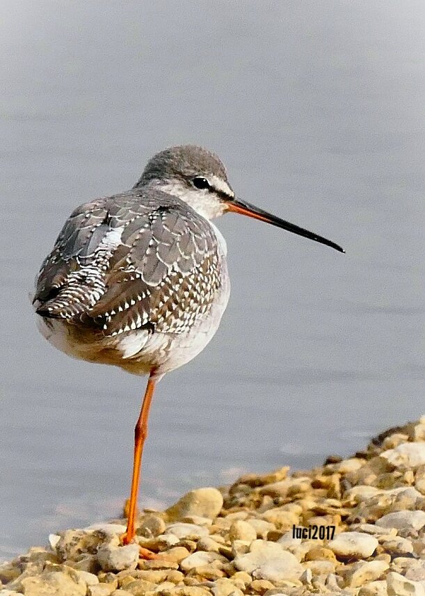tiger8lotus's tweet photo. Standing on one leg, not too bad in Bristol so far. Taken @slimbridge_wild Sunday. #stormpassing https://t.co/ajIdxj7yQ0