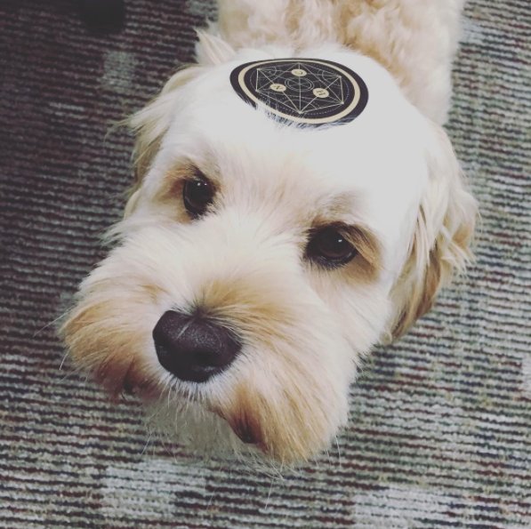 qualialifeco's tweet photo. Brand loyalty on point. https://t.co/HiT2sBnC2U #QUALIA #neurohacker https://t.co/ZZ8cEDKUQp