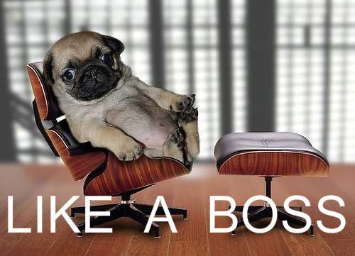 expressbuckhead's tweet image. Happy #NationalBossDay! It takes a lot of dedication to be come top dog 🐾