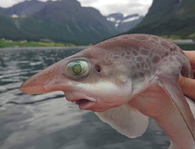 Quando você é feio mas tem olho claro