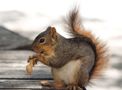 science's tweet image. Two year study finds squirrels organize their nut stashes by variety, quality and possibly even preference bit.ly/2ysJX6n